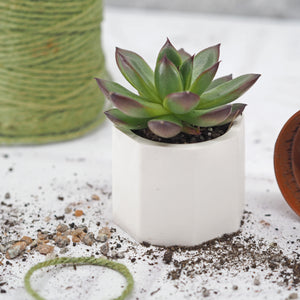 Octagonal Concrete Mini Pot